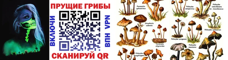 Галлюциногенные грибы Cubensis  купить   Казань 